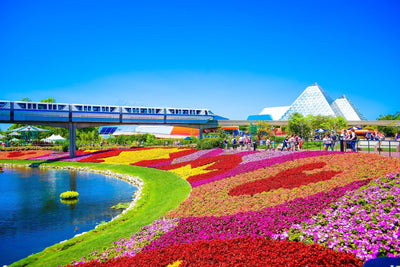 Combo Disney + SeaWorld 3 Days Package